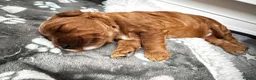 Mixed Breed dogs for sale: Two Beautiful Double Doodle Puppies – Boy & Girl - Advert 9