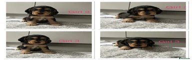 Cocker Spaniel 3