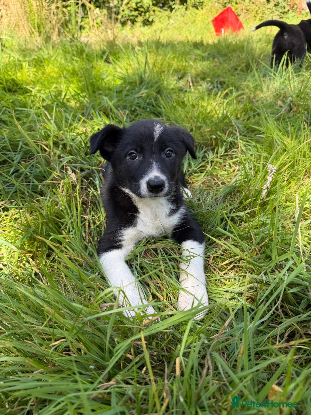 Border Collie dogs for sale: 4 Beautiful Border Collie Pups  in Lancaster - Advert 2