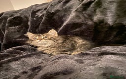 Mixed Breed cats for sale: Beautiful siver tabby kittens  - Image 7
