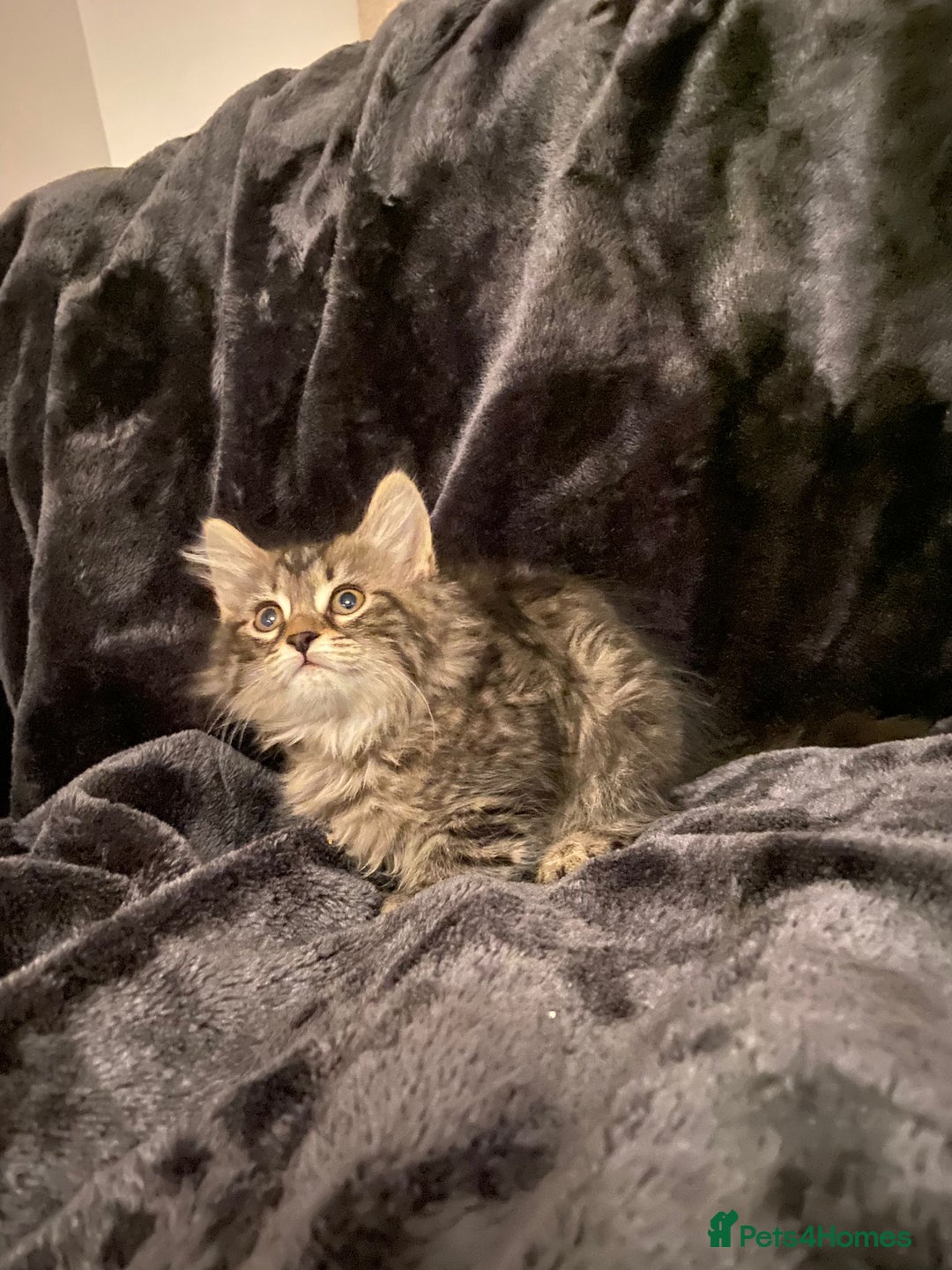 Mixed Breed cats for sale: Beautiful siver tabby kittens  - Image 7