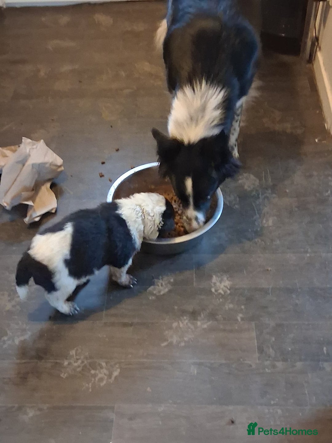 Border Collie dogs for sale: chunky collie pups - Advert 12