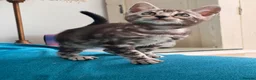 Bengal cats for sale: Tica Registered Bengals  - Advert 19