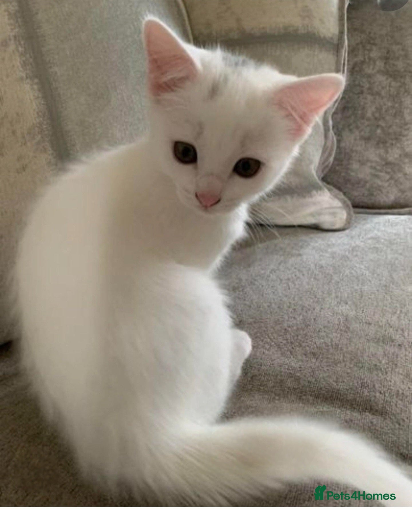 Mixed Breed cats Two beautiful kittens girls - Advert 4
