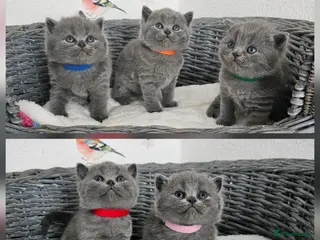 British Shorthair cats Gccf British shorthair kittens - Advert 10