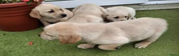 Goldador dogs for sale: Goldador Puppies  - Advert 13