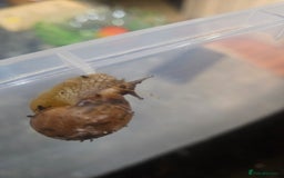 Snails invertebrates for sale: Giant African land snails - Image 4