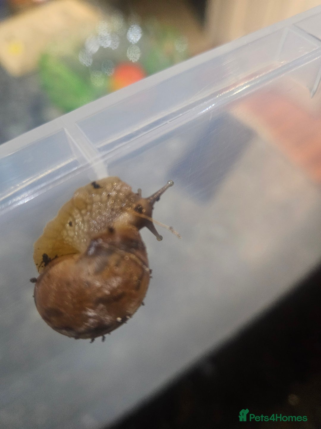 Snails invertebrates for sale: Giant African land snails - Image 4
