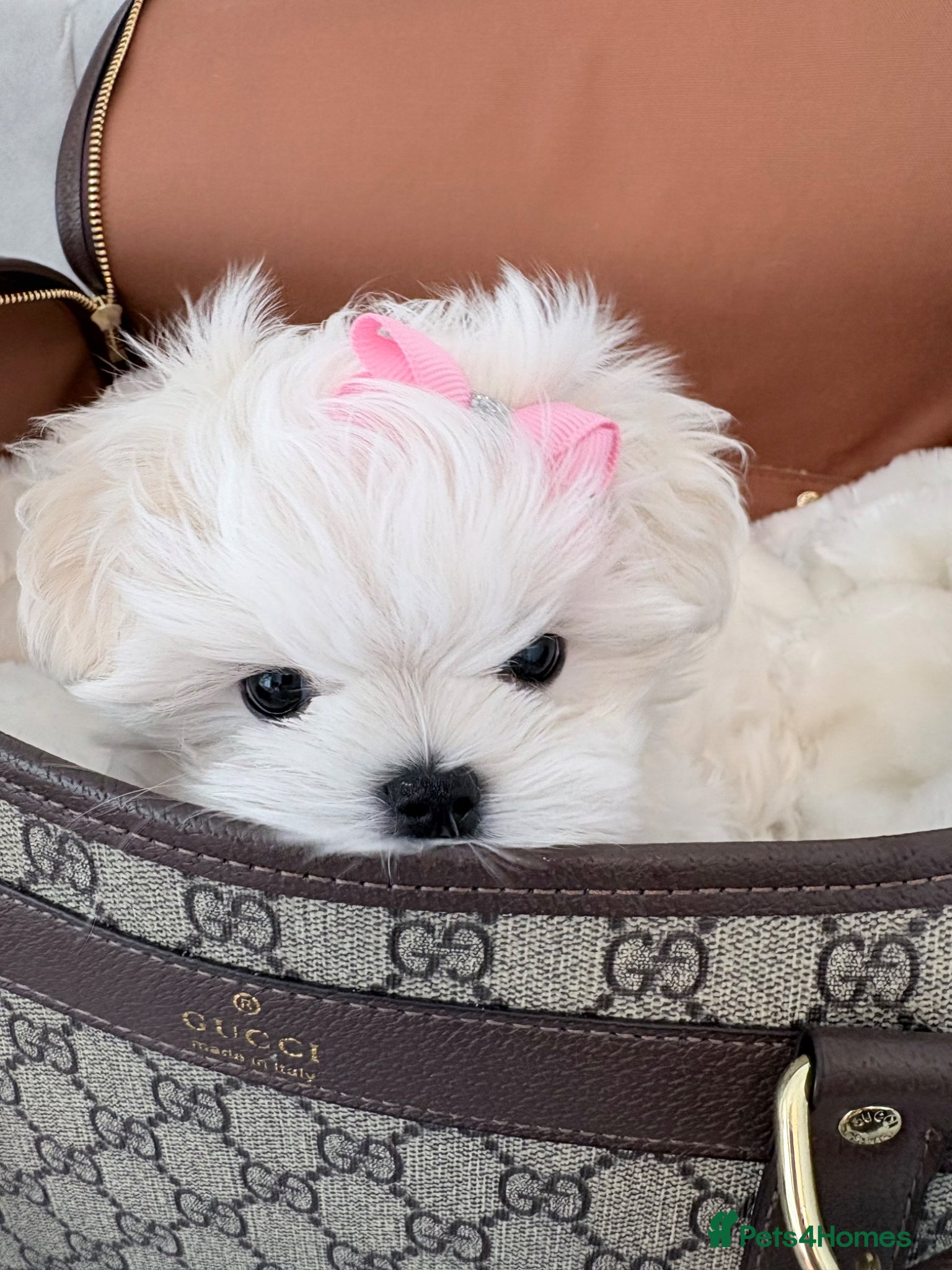 Maltese dogs 💗Gorgeous Korean baby girl 💗 - Advert 15
