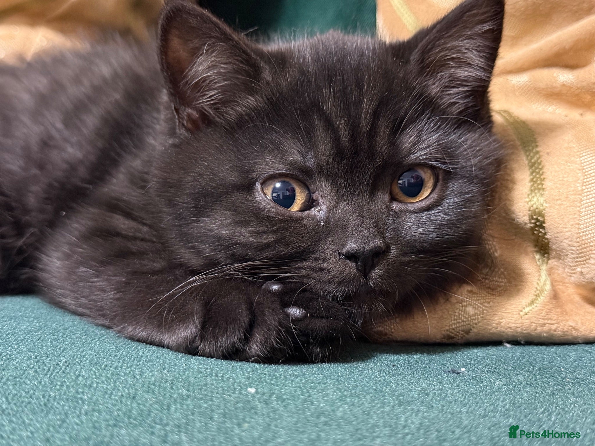 British Shorthair cats Adorable kitty  - Advert 1