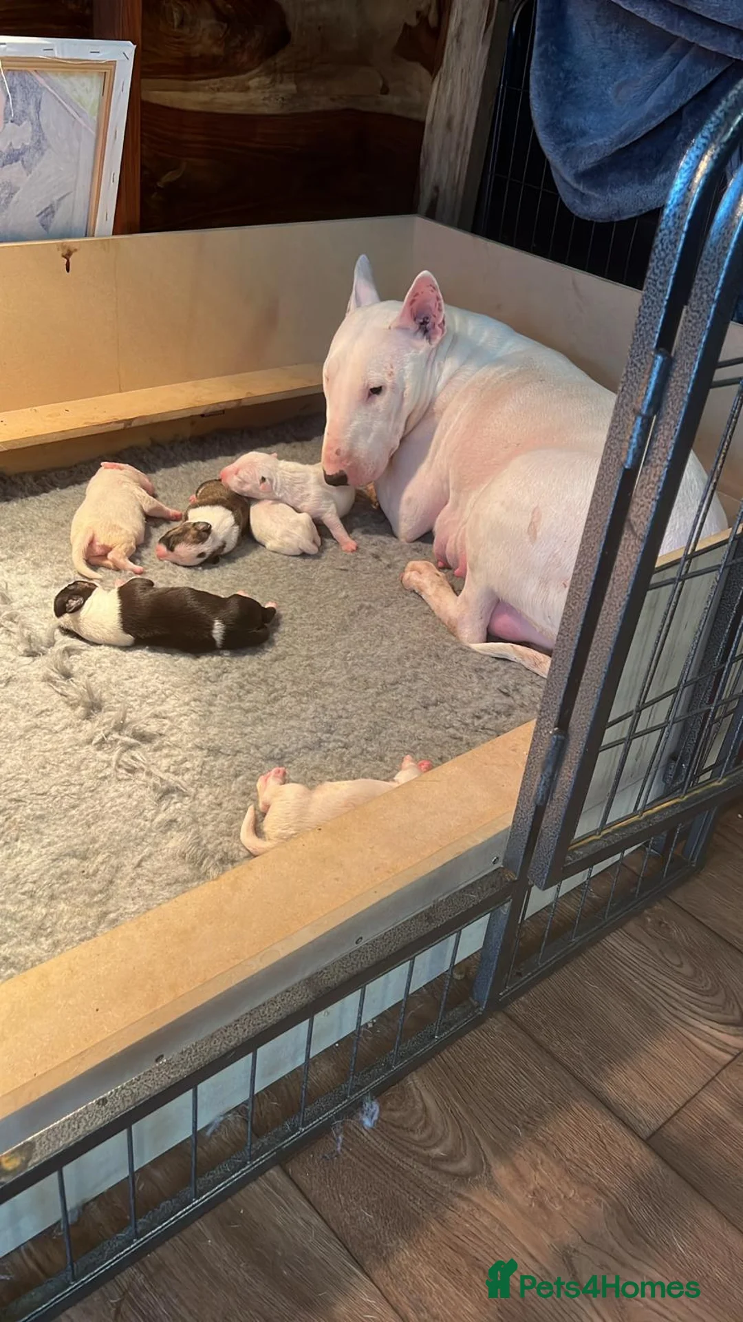 English Bull Terrier dogs for stud: Two very stunning boys for stud in Fordingbridge - Advert 8
