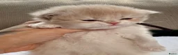 British Longhair cats for sale: Exceptional blh golden kittens  - Advert 11