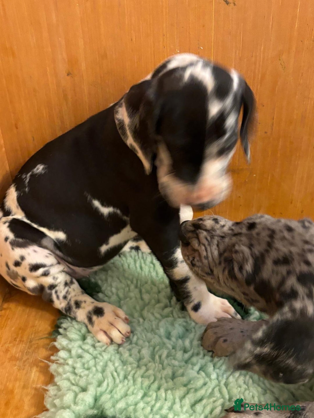 Great Dane dogs for sale: Purebred Great Dane Puppies – European Bloodline  - Advert 20