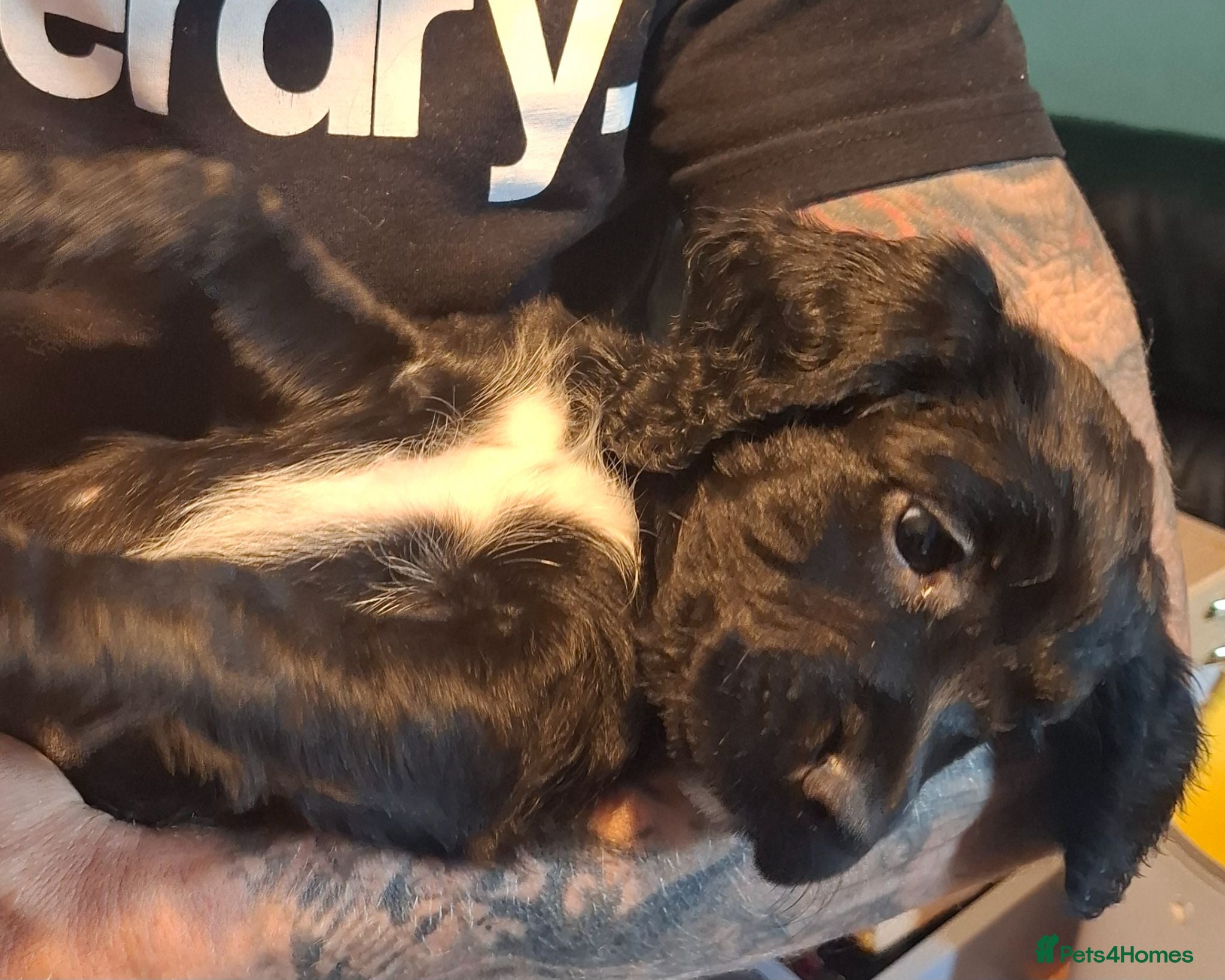 Sprocker dogs 2 gorgeous male sprocker spaniel puppies - Advert 9