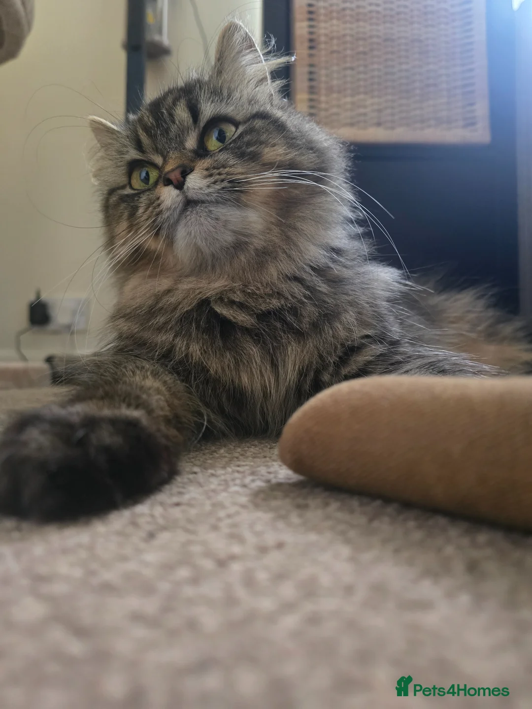 Mixed Breed cats for sale: Dusty  - Advert 1