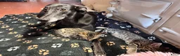 Savannah cats for sale: Savannah X Kittens  - Advert 15