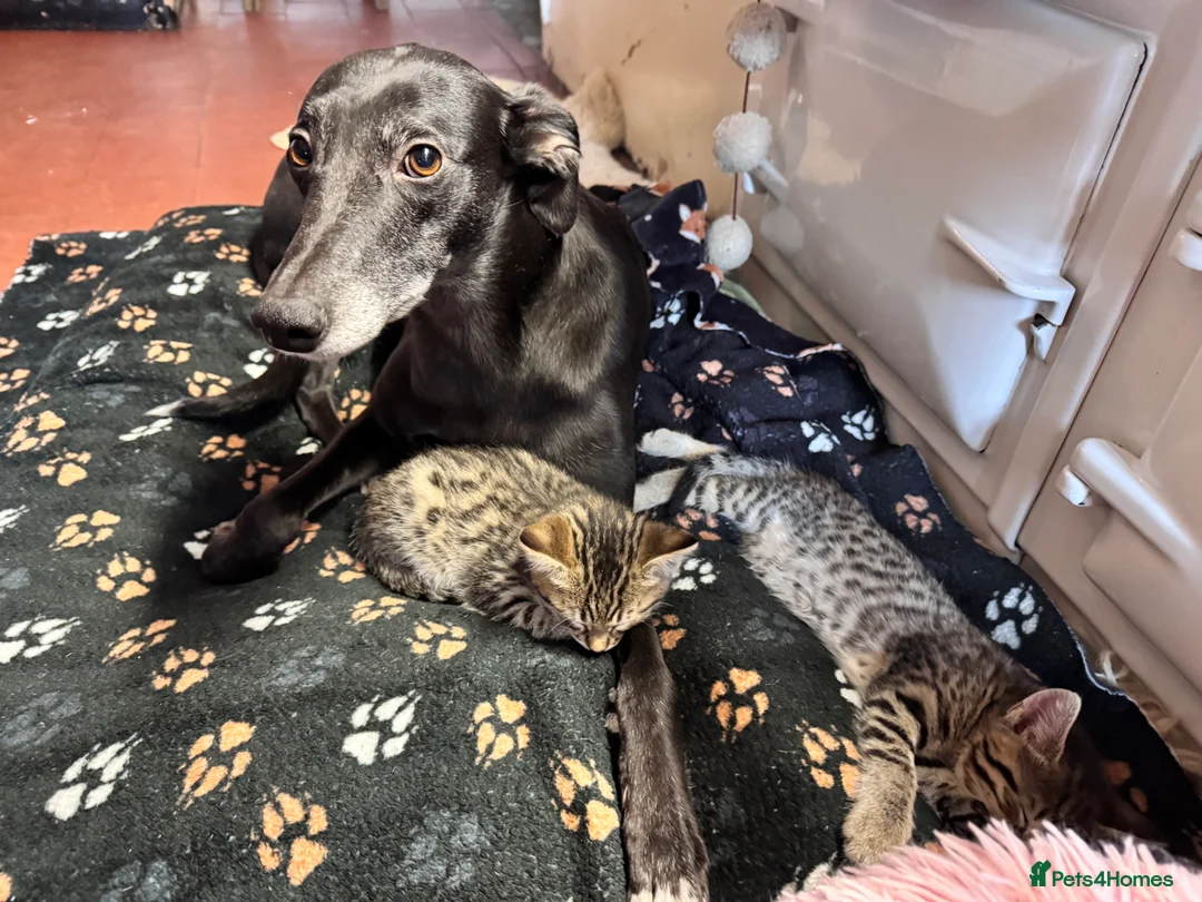 Savannah cats for sale: Savannah X Kittens  - Advert 15