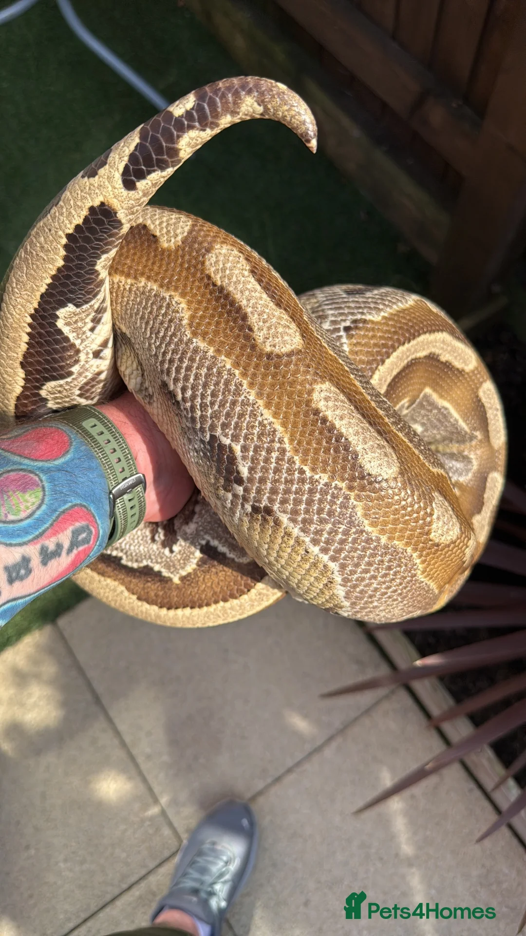Python Snake reptiles for sale: Cb21 female Borneo short tail Python in Northampton - Advert 5