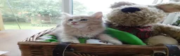 Maine Coon cats for sale: **FABULOUS GORGEOUS MAINE COON KITTYS READY NOW ** - Advert 4