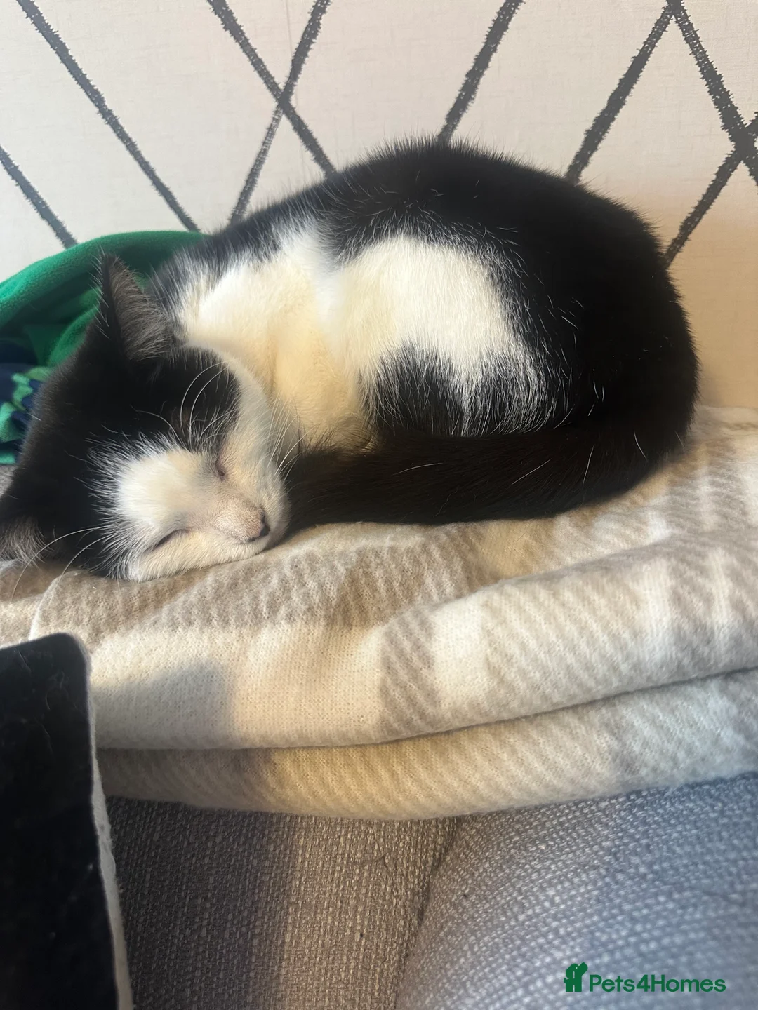 Mixed Breed cats for sale: 2 female cats need rehoming  - Advert 4