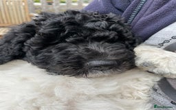 Standard Poodle dogs for sale: Standard Poodle x St Berdoodle  - Image 10