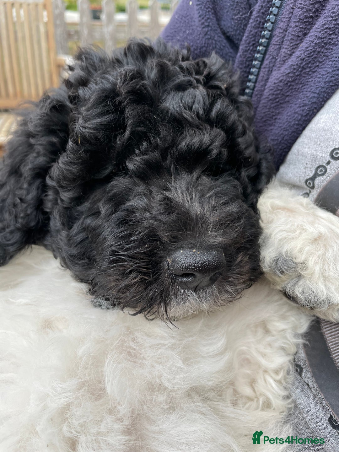 Standard Poodle dogs for sale: Standard Poodle x St Berdoodle  - Image 10