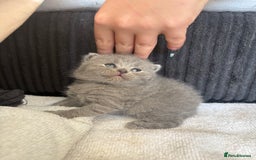 British Shorthair cats for sale: British shorthair kittens for sale  - Image 4