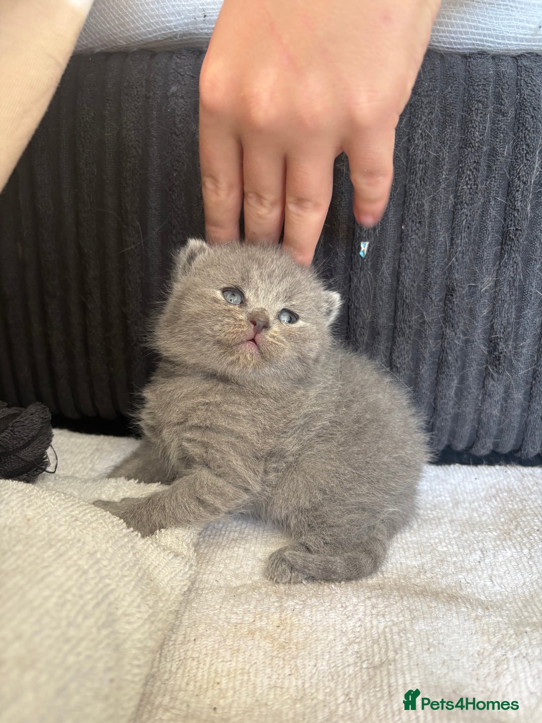 British Shorthair cats for sale: British shorthair kittens for sale  - Image 4