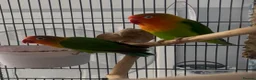 Lovebirds birds for sale: 2 Love lovebirds for sale!!  - Advert 8
