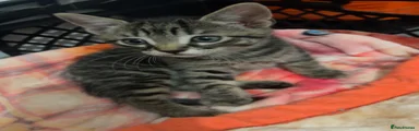 British Shorthair Kitten 4