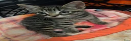 British Shorthair cats for sale: 4 adorable kittens looking for loving homes - Advert 18