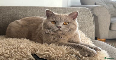 British Shorthair cats in Holywell - Advert 1