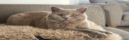 British Shorthair cats for stud: PROVEN! HEALTH TESTED! Stud  ** ) in Holywell - Advert 4