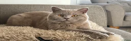 British Shorthair cats for stud: PROVEN! HEALTH TESTED! Stud  ** ) in Holywell - Advert 5