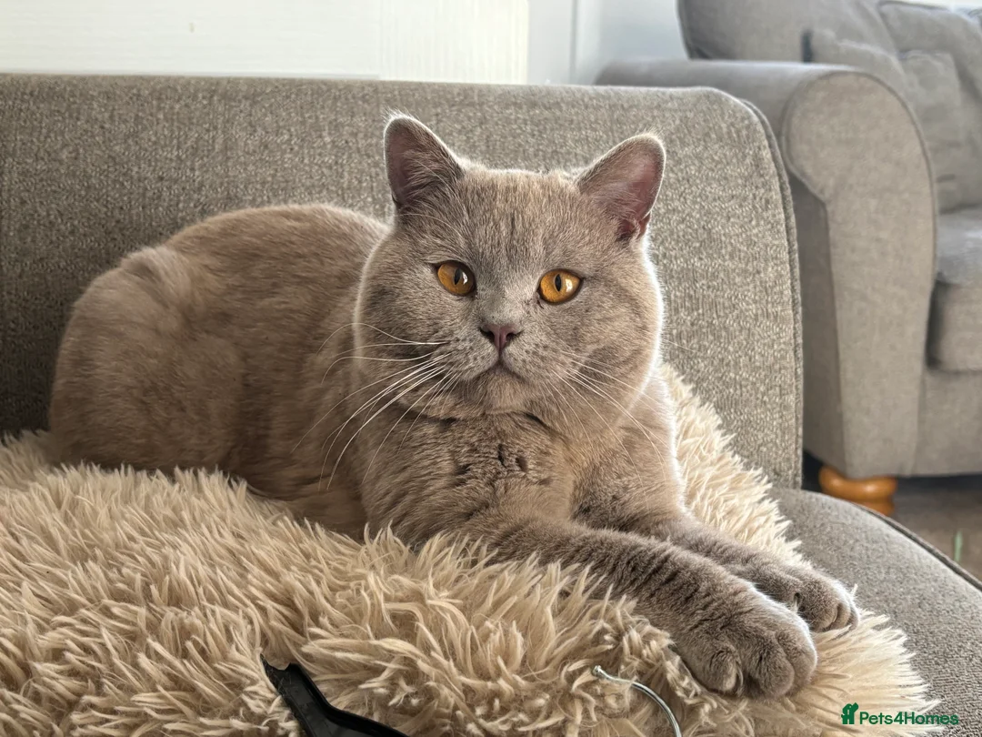 British Shorthair cats for stud: PROVEN! HEALTH TESTED! Stud  ** ) in Holywell - Advert 5