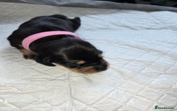 Miniature Dachshund dogs for sale: Miniature dacshund pups for sale - Image 15