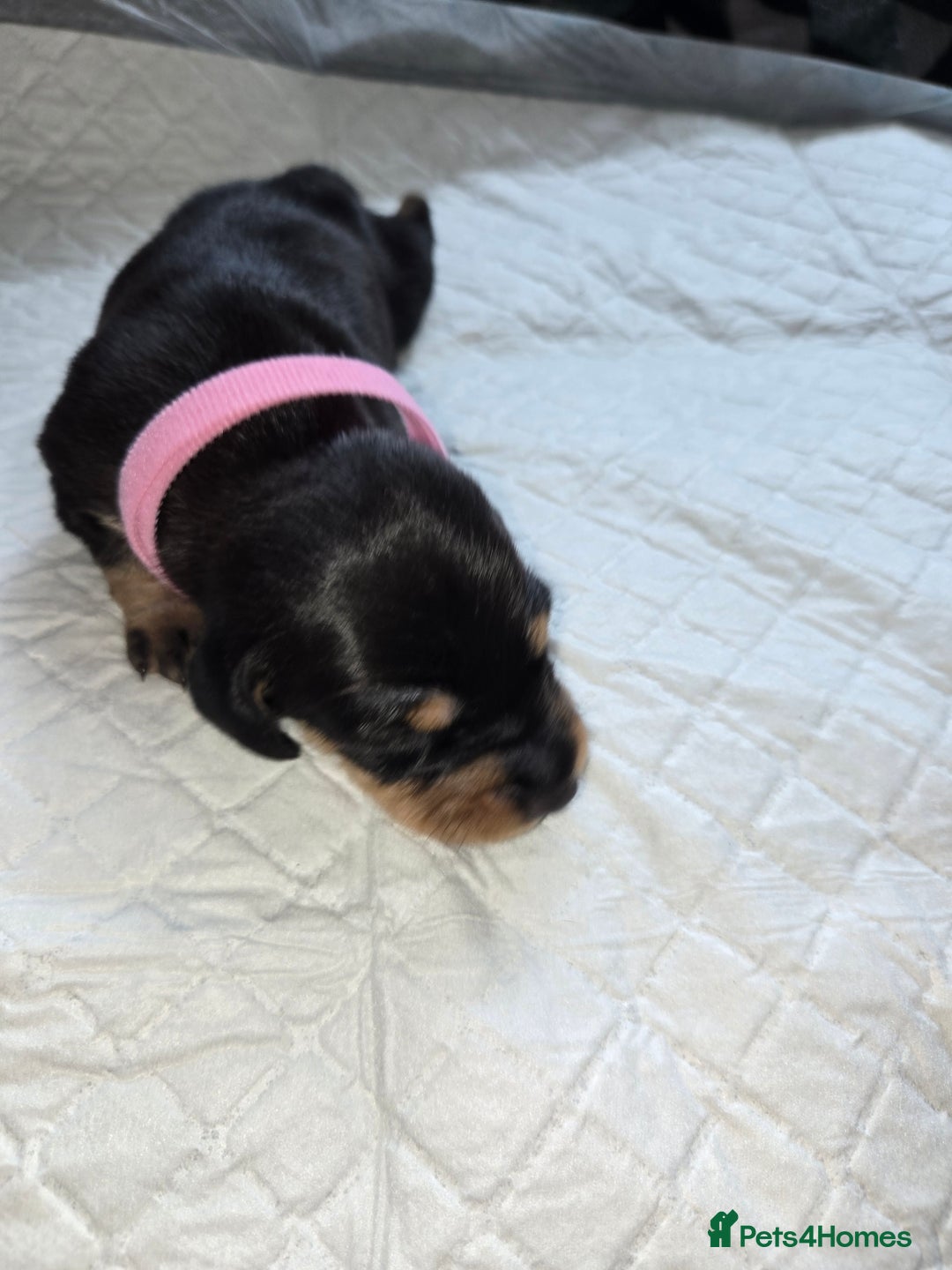 Miniature Dachshund dogs for sale: Miniature dacshund pups for sale - Image 15