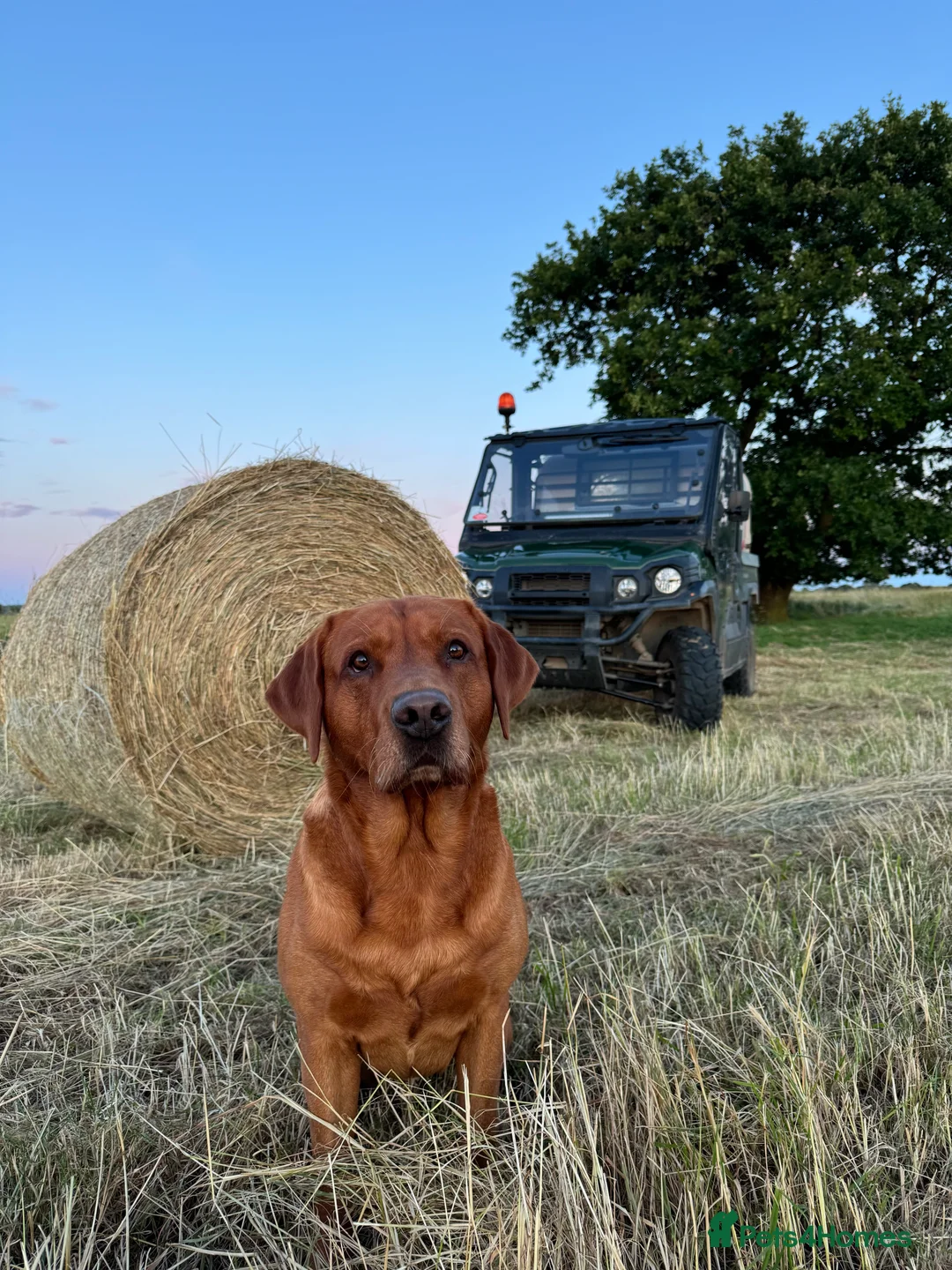 Labrador Retriever dogs for stud: PROVEN & FULLY HEALTH TESTED KC Dark Fox Red Stud  in York - Advert 14