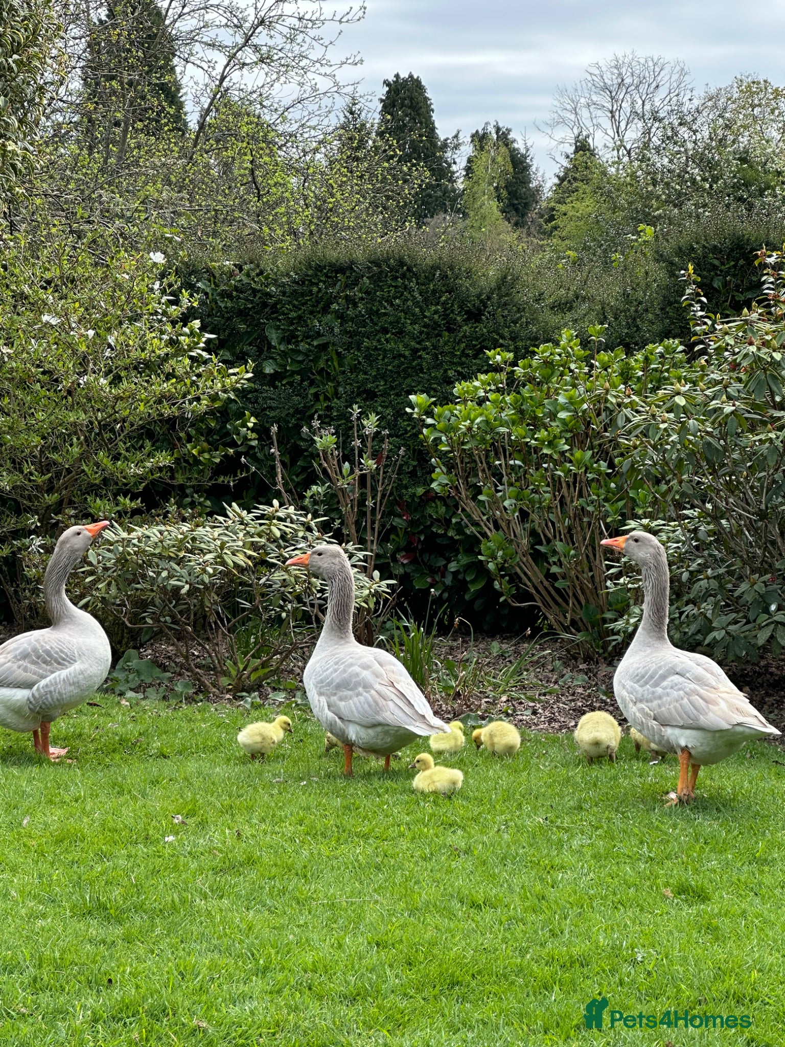 Geese poultry Rare Franconian geese for sale  - Advert 4