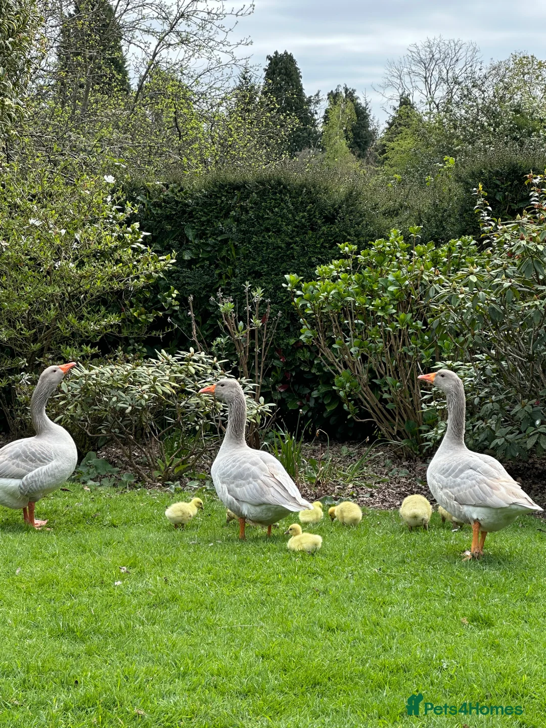Geese poultry for sale: Rare Franconian geese for sale  - Advert 1
