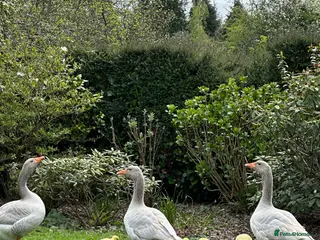 Geese poultry Rare Franconian geese for sale - Advert 4