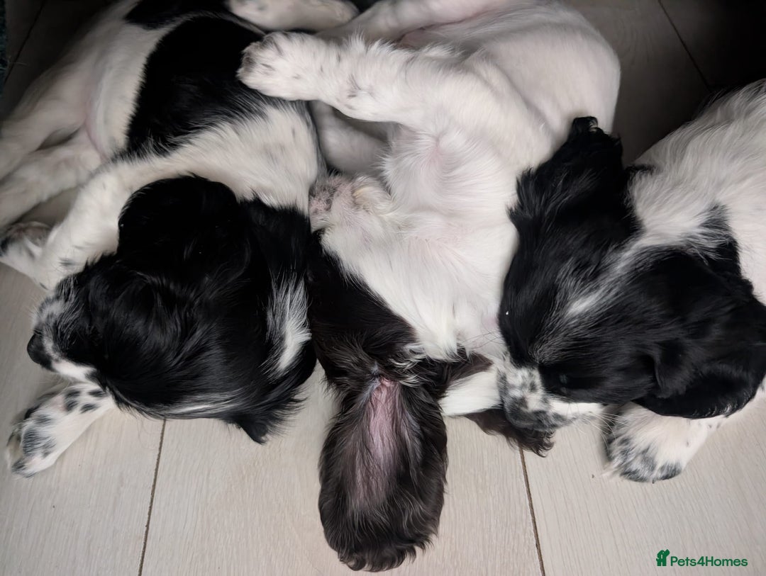 Cockapoo dogs for sale: Cockapoo F2b Pups – Ready for Their Forever Homes - Advert 4