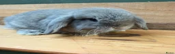 Mini Lop rabbits for sale: MINI LOP BUNNIES - PEDIGREE  - Advert 18