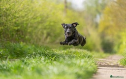 Labrador Retriever dogs for stud: Kc registered fully health checked stud in Newark - Image 8