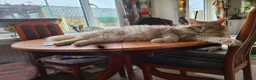 Maine Coon cats for sale: 7 adorable pedigree maine coon kittens - Advert 13