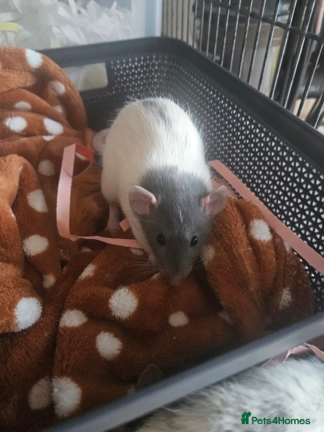 Rat rodents for sale: Rats  - Image 12