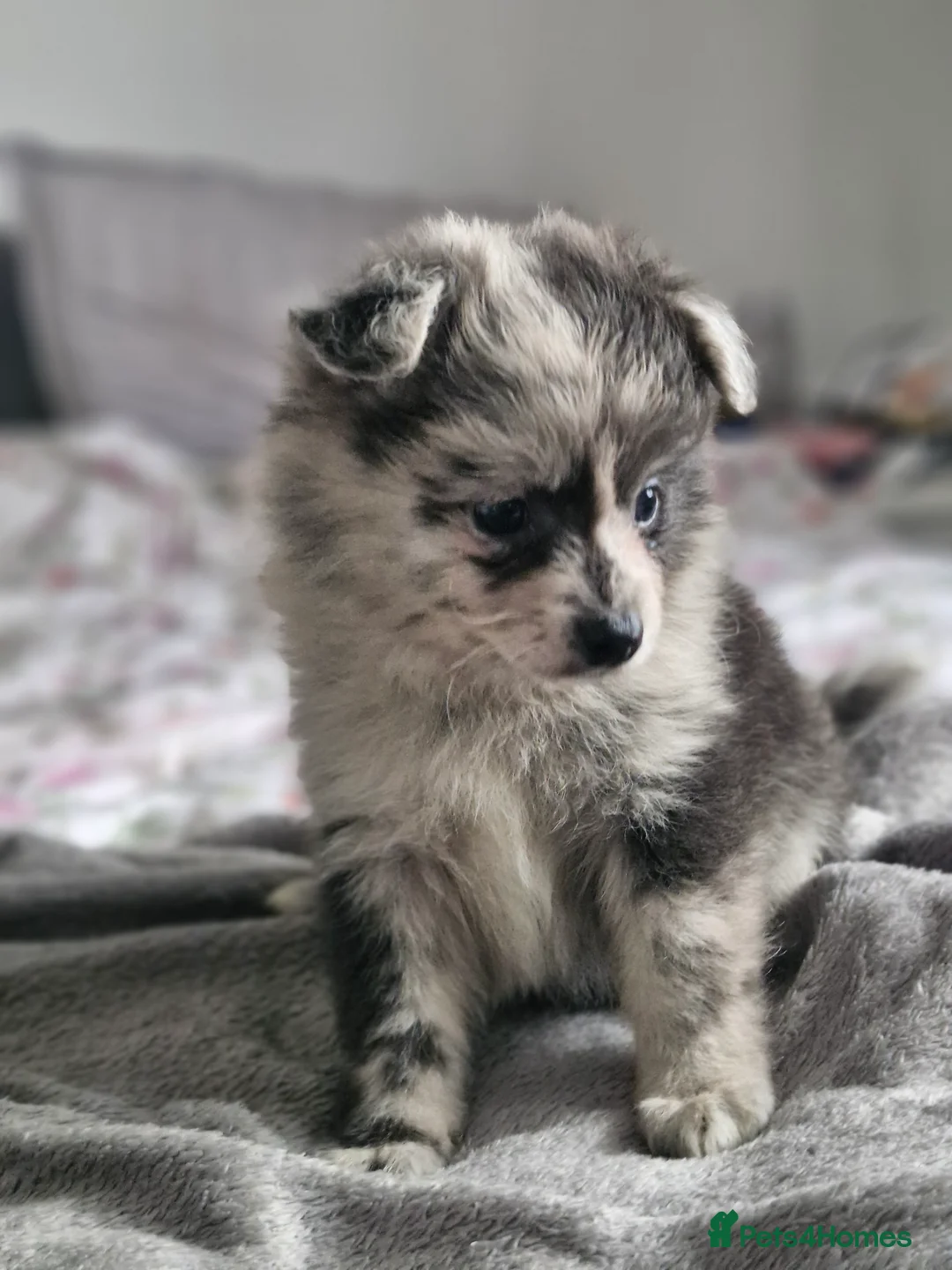 Pomapoo dogs for sale: ✨ Leo – Exceptional F1B Pomapoo Boy – 1,800 ✨ - Advert 9