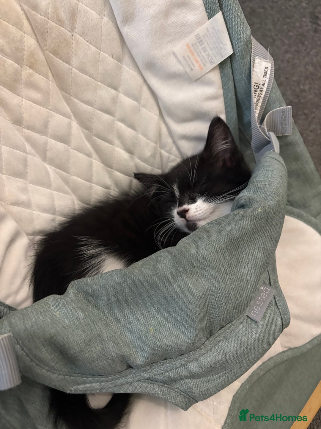 Mixed Breed cats for sale: Theee kittens for sale - Image 8