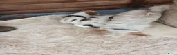 Jack Russell dogs for sale: Miniature jack russells - Advert 4