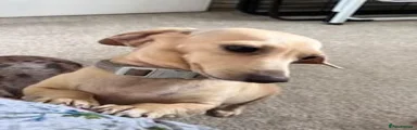 Miniature Dachshund 3
